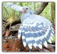 Toutravo FRED - Charpentier Couvreur - Electricité Générale - Gros œuvre - iBat.nc