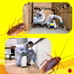 KILL NUISIBLES.NC - Désinsectisation - Nettoyage - iBat.nc